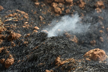 sterpaglie bruciate dopo un incendio