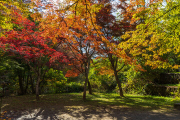 日本の風景・秋　青森県黒石市　紅葉の中野もみじ山