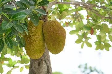 Organic Jackfruit Growing on Tree Trunk
