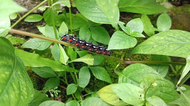 cute caterpillar moving on a bush branch