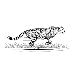 A cheetah sprints through tall grass with its body stretched in full stride, capturing the raw power and speed of nature in motion.