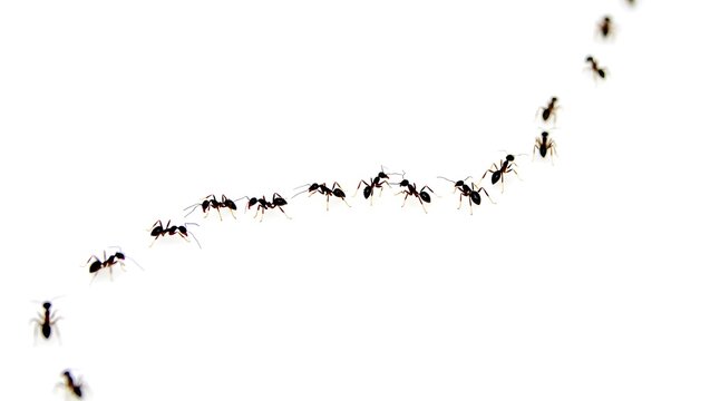 group of ants in white background
