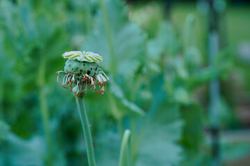 Single poppy flower seed head after the petals have fallen off. Flower garden backgorund.