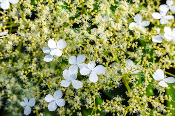 White hydrangea flowers blooming in the summer garden