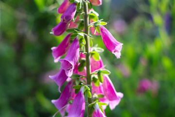 Purple foxglove flowers blooming in spring garden © Michael