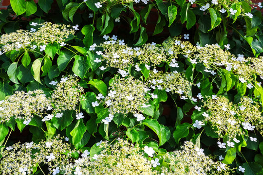 Climbing hydrangea blooming with white flowers covering a brick wall