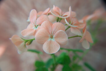 Geranium Zonal, Pelargonium hortorum with salmon pink flowers