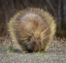 Porcupine grazing in Denali National Park, Alaska