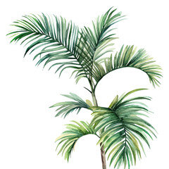 watercolor of Palm Leaves Swaying Breeze, vector, isolated on a white background.