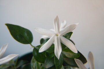 Fototapeta premium Jasminum multipartitum in bloom, ornamental plant with scented white stellar flowers