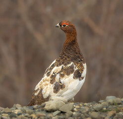 Ptarmigan in Denali National Park, Alaska