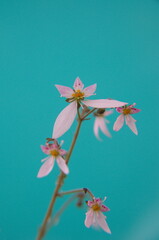 Flowers of Saxifraga stolonifera,   perennial flowering plant, blooming  creeping saxifrage, roving...