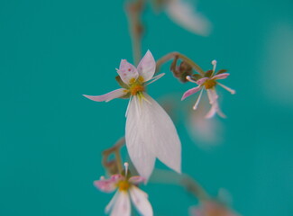 Flowers of Saxifraga stolonifera,   perennial flowering plant, blooming  creeping saxifrage, roving...