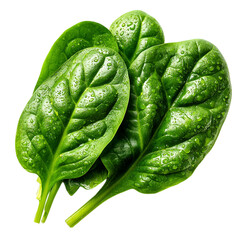 Obraz premium Fresh spinach leaves with water droplets for healthy food preparation isolated on transparent background