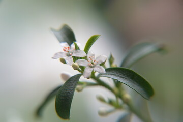 Philotheca myoporoides in bloom, Eriostemon myoporoides,  long-leaf wax flower