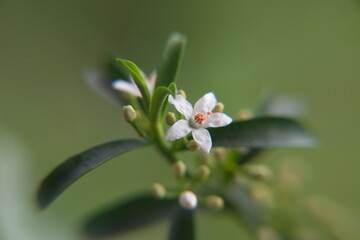 Philotheca myoporoides in bloom, Eriostemon myoporoides,  long-leaf wax flower