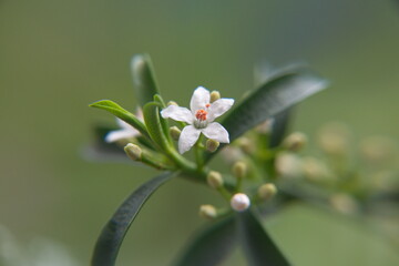 Philotheca myoporoides in bloom, Eriostemon myoporoides,  long-leaf wax flower