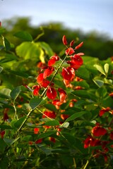 Obraz premium Erythrina crista-galli (Cokspur coral tree) flowers. A Fabaceae deciduous shrub native to South America. It produces downward-facing butterfly-shaped red flowers from June to September.