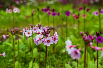 奥日光 中禅寺湖 千手ヶ浜に咲くクリンソウ