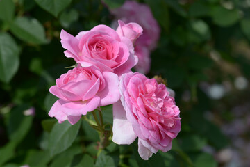 ガートルード・ジェキル　バラの花