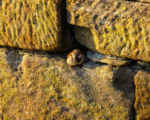 House Sparrow (Passer domesticus), Seaton Sluice, Northumberland 2025