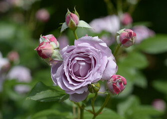 ブルー・バユー　バラの花,