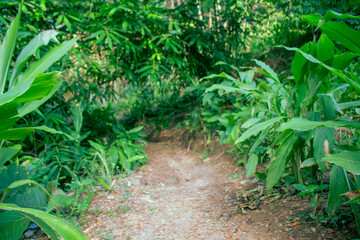 Young Green Plants Growing Naturally in Peaceful Countryside Field for Agriculture and Eco Living