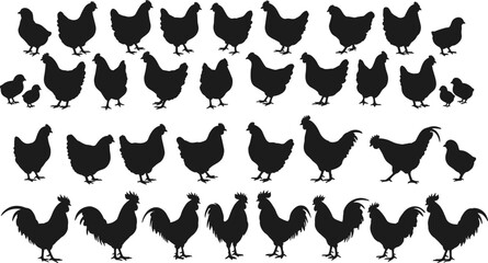 Naklejka premium Vector illustration of chicken, hen, rooster, chick silhouettes, poultry farm animals collection for agriculture, farming, rural, editable artwork
