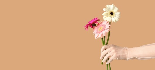 Female hand in laced glove holding beautiful gerbera flowers on brown background with space for text