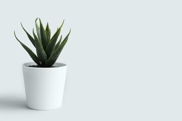 Artificial aloe on light background
