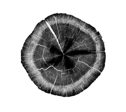 Black and white stamp of wood texture of tree rings from a slice of log. Negative image of cut tree slice, isolated on white background