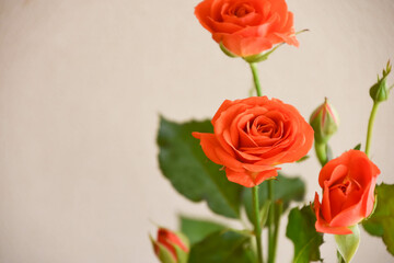 オレンジ色のバラ