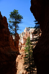 View through a slot canyon of pine trees and valley wall of white and orange hoodoos with viewpoint on top with people, summer vacation exploring in Bryce Canyon National Park, Utah

