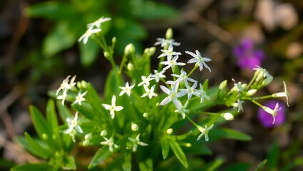"Blossoming Beauty: White Star of Bethlehem in Full Bloom"