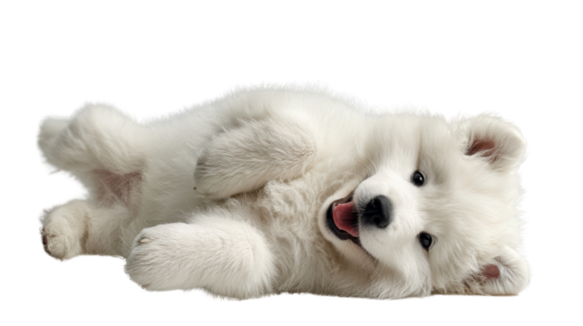 Adorable fluffy Samoyed puppy lying on its back with a joyful expression.