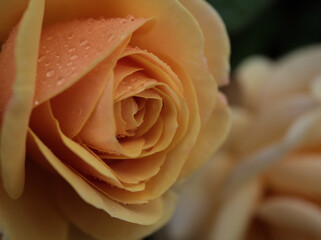 5月に美しく咲いた黄色のバラ「スターチェイサー」