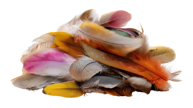 Colorful collection of feathers on a white isolated background.