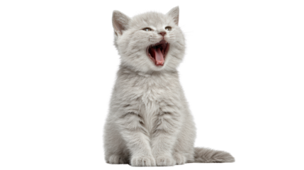Gray kitten yawning adorably, showcasing playful demeanor and fluffy fur.