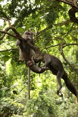 Cute monkeys on tree branch in forest