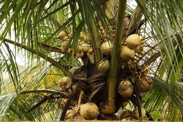 Coconuts growing on palm tree outdoors, low angle view