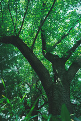 見上げた木漏れ日の森 Tranquil Forest Looking Up