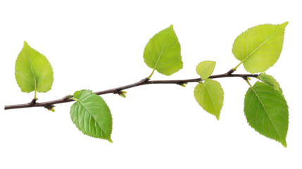 A Close-up Of A Slender Twig With Vibrant Green Leaves Isolated On A Transparent Background The Leaves Are Fresh And New Symbolizing The Arrival Of Spring