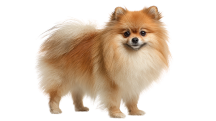 Adorable Pomeranian dog with fluffy fur, standing against a white isolate background.