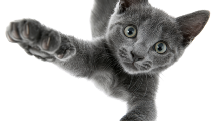 Playful gray kitten reaching out with paw, white isolated background.