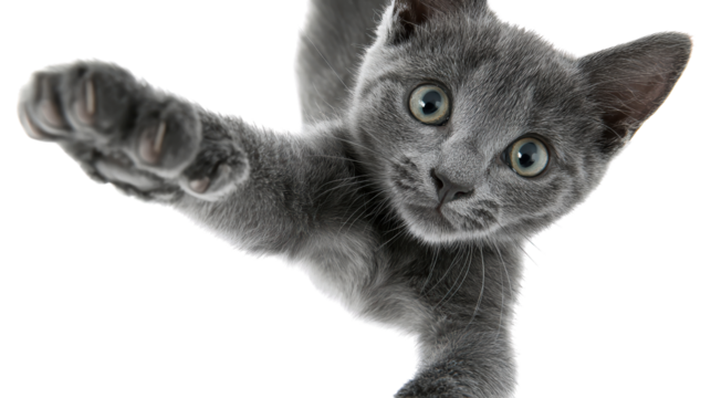 Playful gray kitten reaching out with paw, white isolated background.