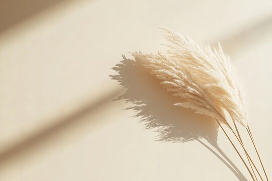 Elegant pampas grass casting shadows on a neutral background, creating a minimalist and serene aesthetic. Nature-inspired design.