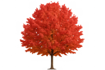 Red maple tree with vibrant autumn foliage isolated on transparent background, perfect for adding a touch of fall to any project