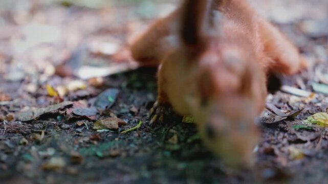 A lively squirrel runs up to the camera and quickly dashes away as the camera tries to follow its movement in a natural setting.