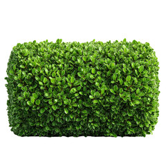 Naklejka premium Beautiful green bush gardening foliage plant leaves shrubbery nature isolated on transparent background