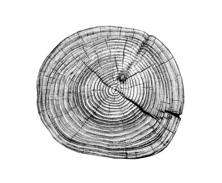 Black and white stamp of wood texture of tree rings from a slice of log. Negative image of cut tree slice, isolated on white background